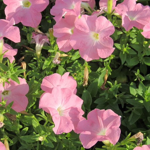 Sarah Mcdowell Photo 9