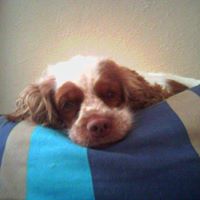 Cindy Dolan Photo 17