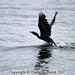Marilyn Bell Photo 24