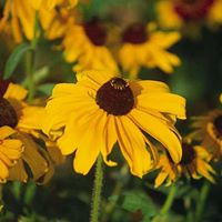 Judy Metzger Photo 8