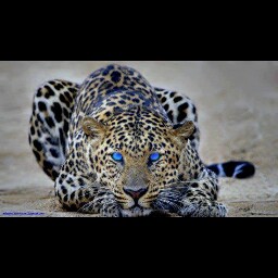 Jon Cornell Photo 10