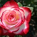 Cherry Rose Photo 36