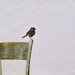 Candace Cardinal Photo 13