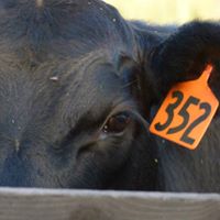 Karen Crites Photo 14