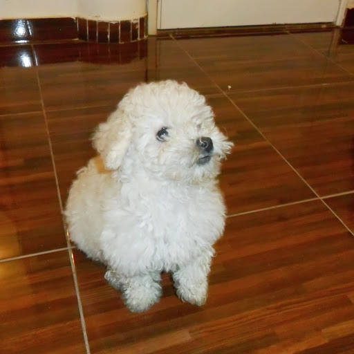 Adolfo Guzman Photo 35