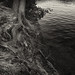 Jenny Root Photo 5