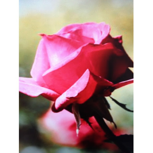 Suzanne Harrison Photo 40 Suzanne Harrison Photo 40