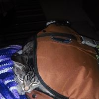 Joshua Stratton Photo 15