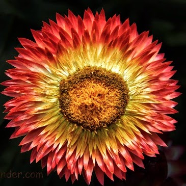 Robin Lilly Photo 18