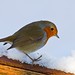 Robin Greenfield Photo 28