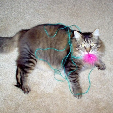 Nicole Lewis Photo 16