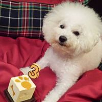 Josephine Cheng Photo 9