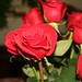 Geraldine Rose Photo 10