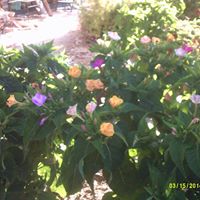 Susan Armes Photo 11