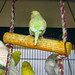 Donna Green Photo 41
