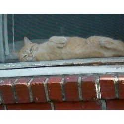 Janice Tripp Photo 2