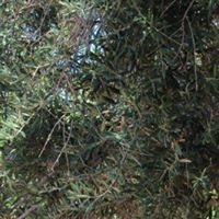 Susan Fanning Photo 3