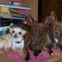 Debra Todd Photo 26