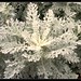Dusty Miller Photo 13