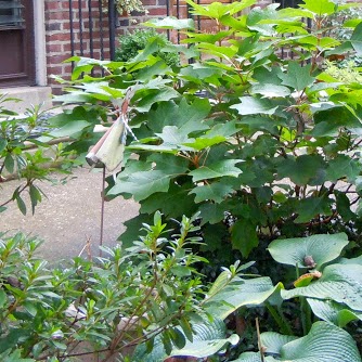 Jane Glover Photo 12