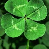 Suzie Fleming Photo 15