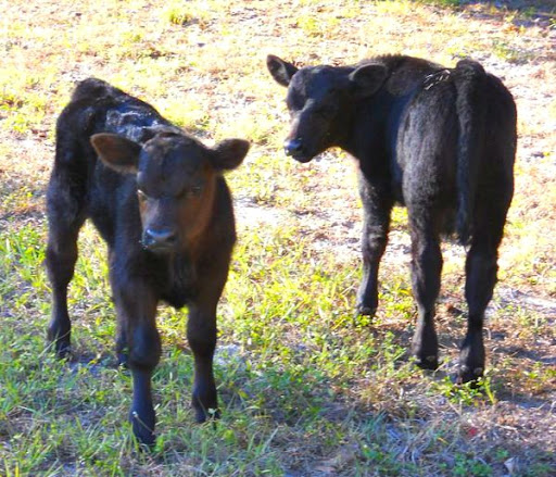 Michele Giles Photo 18