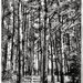 Ann Potter Photo 10