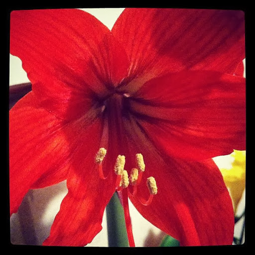 Angela Howe Photo 22