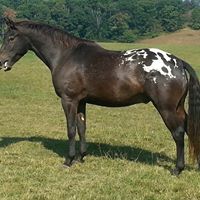 Chris Hatcher Photo 44