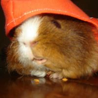 Sara Weis Photo 5
