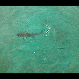 Robert Petit Photo 21