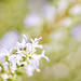 Rosemary Flowers Photo 26