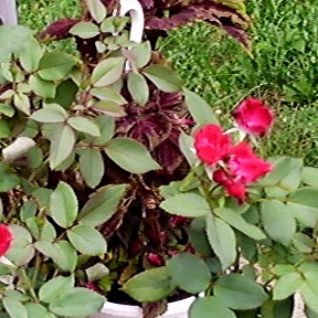 Laura Moore Photo 49