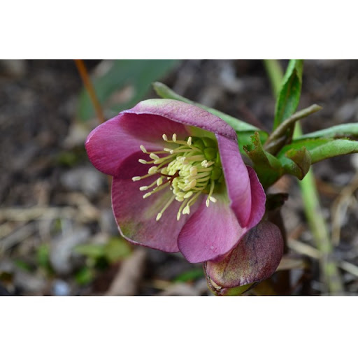 Shannon Dolan Photo 21