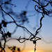 Sarah Preslar Photo 7
