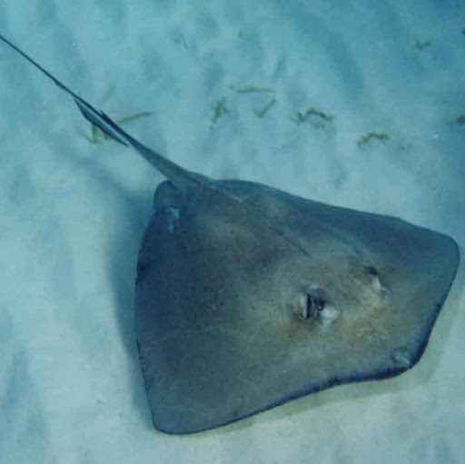 Rachel Forman Photo 28 Rachel Forman Photo 28