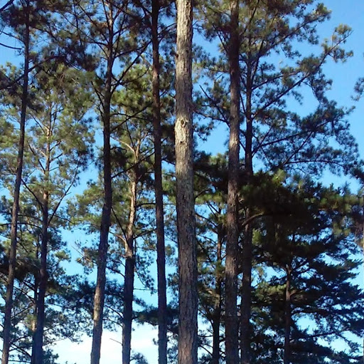 Debra Alexander Photo 5