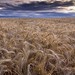 Michael Wheat Photo 44