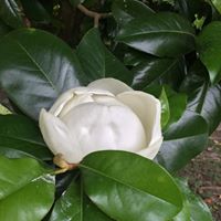 Cindy Easterling Photo 9