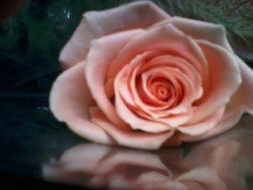 Connie Willis Photo 6