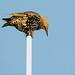 Richard Starling Photo 22