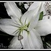 Denise Sharp Photo 19