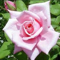 Sadie Robinson Photo 32