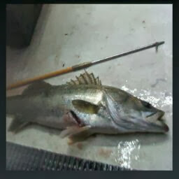 Chris Tseng Photo 19