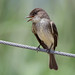 Phoebe Brown Photo 28