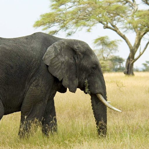 Charles Barry Photo 34