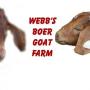 Herbert Webb Photo 7