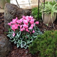 Shirley Swanson Photo 25