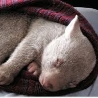 Angela Kinsey Photo 2