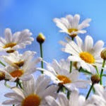 Megan Mcnamara Photo 12